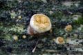 Fungi on decayed wood. Close up