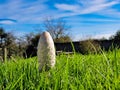 Fungi and Fallstreak Royalty Free Stock Photo