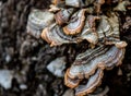 Fungi In the Forest