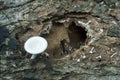 Fungi fruiting on rotting wood- Art by nature Royalty Free Stock Photo