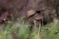 Fungi or fungi are a kingdom of eukaryotic, unicellular and multicellular organisms: it includes more than 700,000 known species,