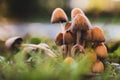 Fungi or fungi are a kingdom of eukaryotic, unicellular and multicellular organisms: it includes more than 700,000 known species