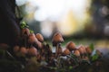 Fungi or fungi are a kingdom of eukaryotic, unicellular and multicellular organisms: it includes more than 700,000 known species