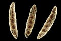 Fungi Fusarium which produce mycotoxins