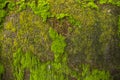 Fungi Green Moss old concrete wall abstract Texture background wallpaper