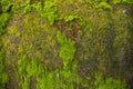 Fungi Green Moss old concrete wall abstract Texture background wallpaper