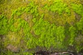 Fungi Green Moss old concrete wall abstract Texture background wallpaper