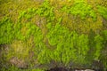 Fungi Green Moss old concrete wall abstract Texture background wallpaper