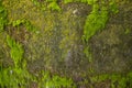 Fungi Green Moss old concrete wall abstract Texture background wallpaper