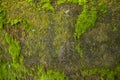 Fungi Green Moss old concrete wall abstract Texture background wallpaper