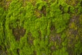 Fungi Green Moss old concrete wall abstract Texture background wallpaper