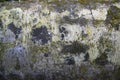 Fungi Green Moss Texture abstract background concrete wall