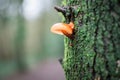 Fungi and green moss on tree