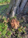 Fungi growing around the base of a mature tree.