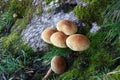 Fungi growing at the base of a tree.