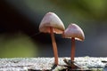 Fungi growing on dead wood