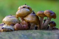 Fungi growing on a recently felled tree trunk. Royalty Free Stock Photo