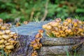 Fungi growing on a recently felled tree trunk. Royalty Free Stock Photo