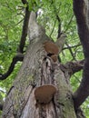 Fungi on a tall tree