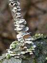 Fungi growing on a tree branch