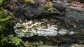 Fungi growing on wood