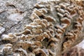 Fungi Grows On Old Weathered Log