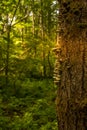 Fungi Grows on a Tree at Mill Brook Forest Royalty Free Stock Photo