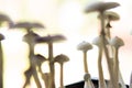 Fungi hallucinogen. Fresh Psilocybin shroom. Fresh Psilocybin shroom. Psilocybin cubensis mushroom. growing Albino A strain