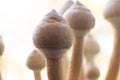 Fungi hallucinogen. Fresh Psilocybin shroom. Psilocybin cubensis mushroom. Royalty Free Stock Photo