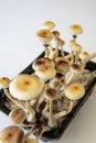 Fungi hallucinogen. Growing Albino A strain. Magic shroom. Psilocybin cubensis mushroom. Fresh Psilocybin shroom