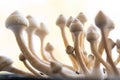 Fungi hallucinogen. Growing Albino A strain. Medical research of psilocybin . growing Albino A strain