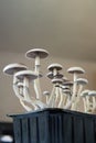 Fungi hallucinogen. Growing Albino A strain. Psilocybin cubensis mushroom