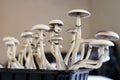 Fungi hallucinogen. Hallucinogenic Psychedelic drug. Growing Albino A strain.Psilocybin cubensis mushroom