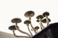 Fungi hallucinogen. Psilocybin cubensis mushroom. Fresh Psilocybin shroom. Magic shroom