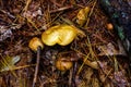 Fungi Hiding in the Forest Royalty Free Stock Photo