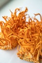 Fungi for Human Health. Cordyceps Militaris mushroom. Cordyceps Fresh . Vertical shot.