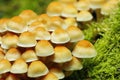 Fungi Hypholoma fasciculare