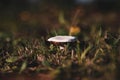 Fungi or fungi are a kingdom of eukaryotic, unicellular and multicellular organisms: it includes more than 700,000 known species,