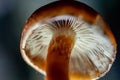 Fungi or fungi are a kingdom of eukaryotic, unicellular and multicellular organisms: it includes more than 700,000 known species.