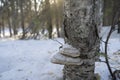 Fungi and Lichen on a Birch Tree Trunk Royalty Free Stock Photo