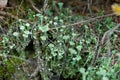 Fungi lichen, green cyanobacteria. Autumn mold Royalty Free Stock Photo