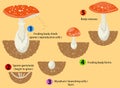 Fungi life cycle