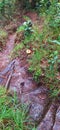 fungi and a lot of mud but we have a great landscape in Colombia biodiversity and flora