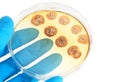 Fungi microorganisms on agar plate in laboratory Royalty Free Stock Photo