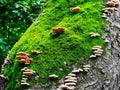 Fungi and Moss Growing on Old Tree