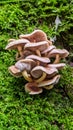 Fungi on a mossy stump in the woods