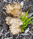 Fungi in Mulch