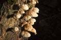 Fungi mushroom with wood in nature