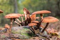 Fungi mushrooms in the forest Royalty Free Stock Photo