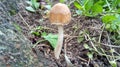 Fungi mushrooms Shimla hills india